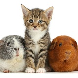 Cute tabby kitten and Guinea pigs