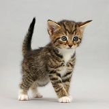 Tabby kitten standing on grey background