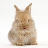 Cute baby Lionhead-cross rabbit with tongue out