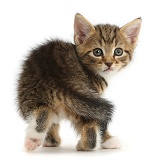 Cute tabby kitten looking round