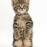 Tabby kitten standing like a meerkat