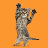 Small tabby kitten dancing YMCA