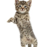 Small tabby kitten standing with raised paws