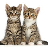 Cute tabby kittens