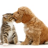 Cockapoo puppy playfully biting the face of tabby kitten