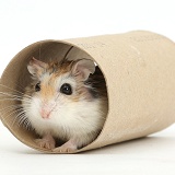 Roborovski Hamster in bogroll tube