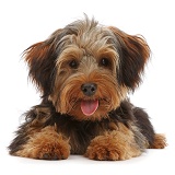 Yorkipoo dog with tongue out