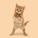 Red tabby kitten reaching out