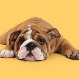 Bulldog pup lying sprawled out and can't be bothered