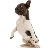 French Bulldog jumping back in surprise