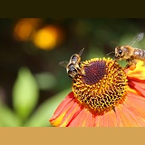Leaf-cutting Bee and Honey Bee on Helenium
