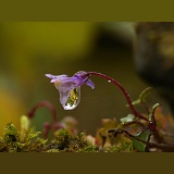 Raindrop on Ivy-leaved Toadflax flower
