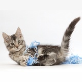 Silver tabby kitten playing with wool