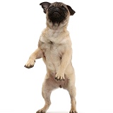 Pug puppy standing on hind legs