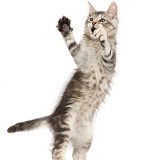 Silver tabby kitten dancing