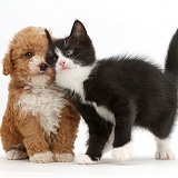 Black-and-white kitten rubbing goldendoodle puppy
