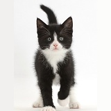 Black-and-white kitten walking