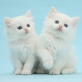 Two white kittens on blue background