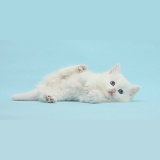 White kitten rolling playfully on blue background