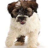 Tibetan Terrier puppy