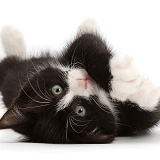 Black-and-white kitten lying on his back and looking cute