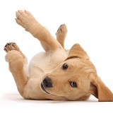 Yellow Labrador puppy lying on back