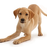 Yellow Labrador puppy in play-bow