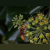 Hornet drone on Ivy flowers