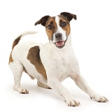 Playful Jack Russell Terrier dog