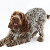 Brown Roan Italian Spinone dog in play-bow