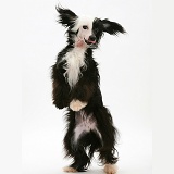 Black-and-white Chinese Crested dog