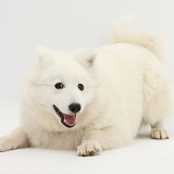 White Japanese Spitz dog in play-bow