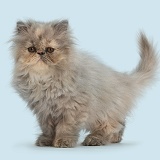 Persian kitten standing