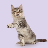 Silver kitten pointing