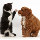 Black-and-white kitten with Cavapoo puppy