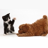 Black-and-white kitten with Cavapoo puppy