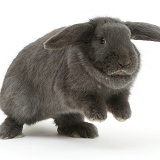 Blue grey lop rabbit jumping up on the spot