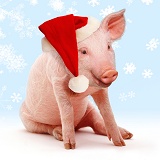 Pink pig wearing a Santa hat