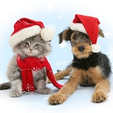 Maine Coon kitten and Airedale puppy in Santa hats