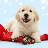 Smiley Golden Retriever pup with Christmas cracker