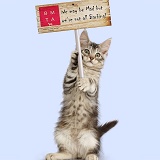 Silver tabby kitten with placard