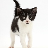 Black-and-white kitten walking