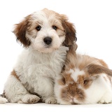 Jack Russell x Bichon puppy and rabbit