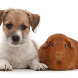 Jack Russell x Bichon puppy and fat red Guinea pig