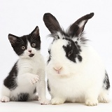 Black-and-white kitten and rabbit