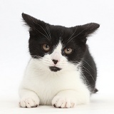Black-and-white kitten looking disgruntled