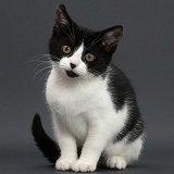 Black-and-white kitten on grey background