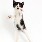 Black-and-white kitten jumping up