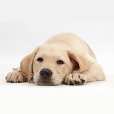 Sleepy Yellow Labrador puppy