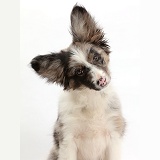 Papillon x Collie dog, with tilted head